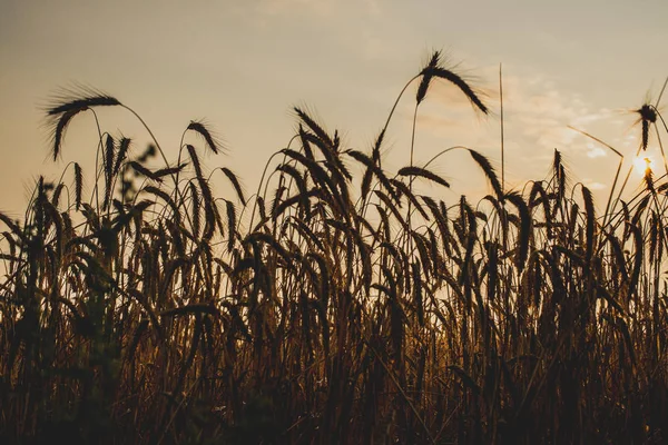 Arany Spikelets a rozs közeli. Napnyugtakor fény. — Stock Fotó