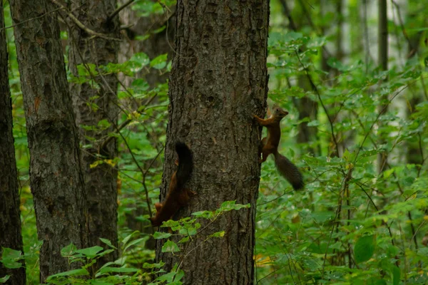 iki sincap bir parkta bir ağaç gövdesi üzerinde oynamak