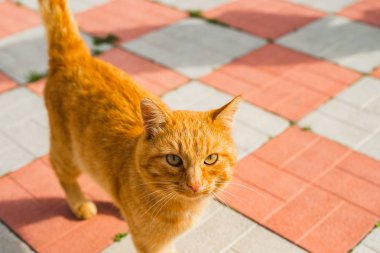 kırmızı bahçesinde kedi kaldırım boyunca yürüyor. Delici kedi bakışı