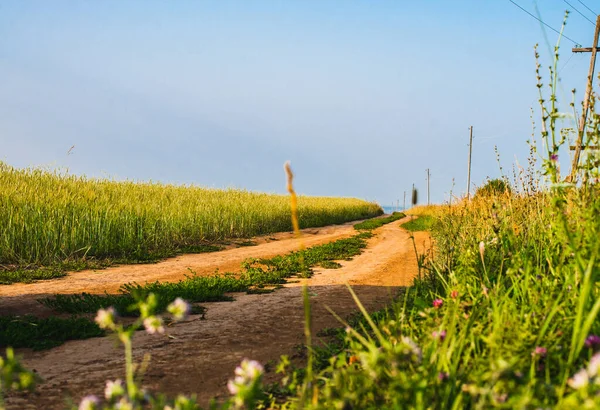 Chemin Terre Qui Longe Champ Céréales Paysage Ensoleillé — Photo