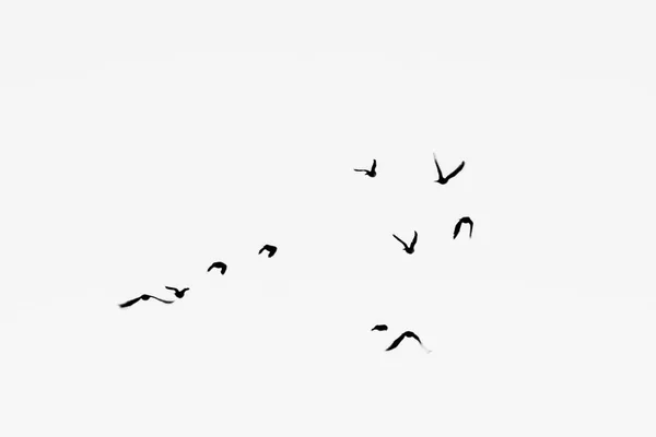 Een Zwerm Vogels Die Vliegen Bewolkte Lucht — Stockfoto