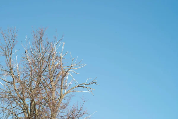 青い空を背景に乾燥した木の枝が — ストック写真