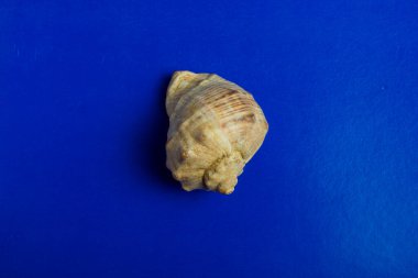 mavi arkaplanda deniz kabuğu