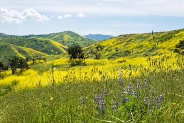Kaliforniya sarı yabani çiçekler ilerler. 
