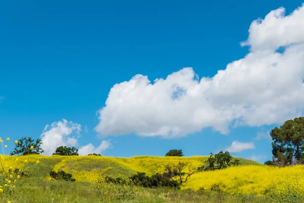 Kaliforniya sarı yabani çiçekler ilerler. 
