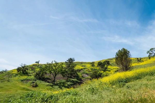 カリフォルニア黄色の野生の花が咲く. — ストック写真