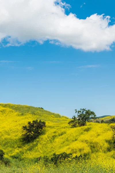カリフォルニア黄色の野生の花が咲く. — ストック写真