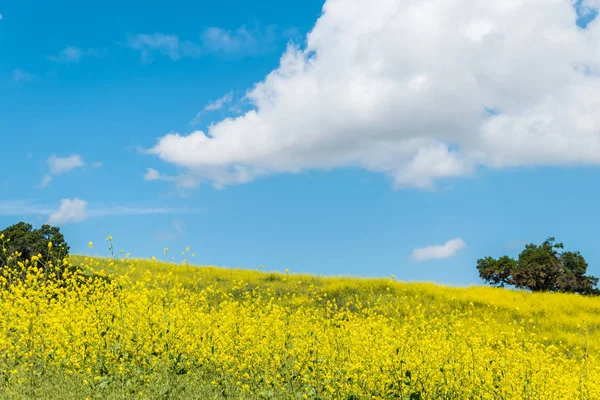 Kaliforniya sarı yabani çiçekler ilerler. 