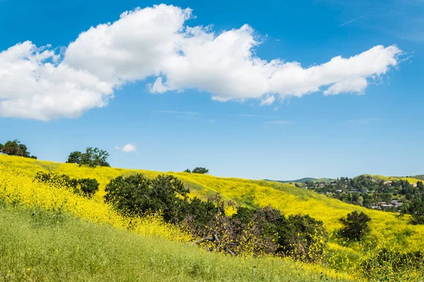 Kaliforniya sarı yabani çiçekler ilerler. 