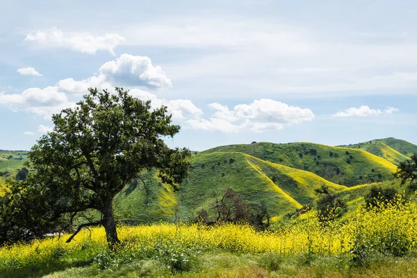 Kaliforniya sarı yabani çiçekler ilerler. 