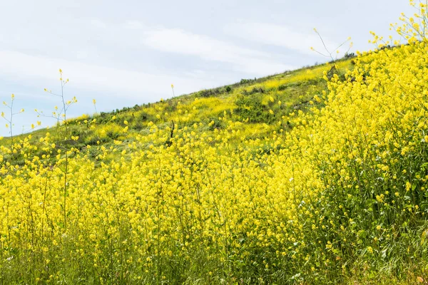 カリフォルニア黄色の野生の花が咲く. — ストック写真