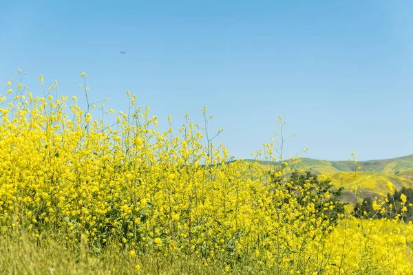 カリフォルニア黄色の野生の花が咲く. — ストック写真