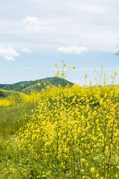 カリフォルニア黄色の野生の花が咲く. — ストック写真