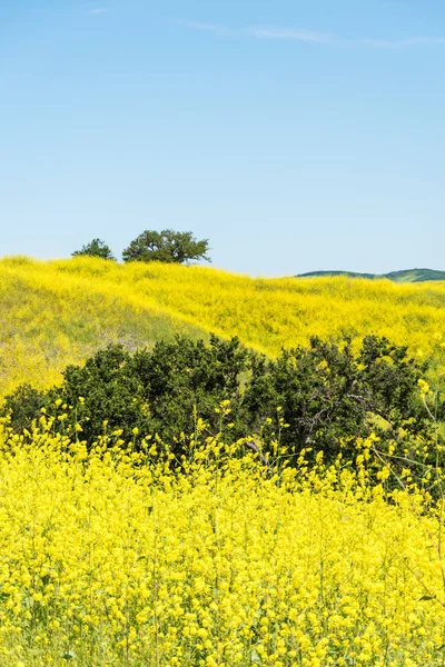 Kaliforniya sarı yabani çiçekler ilerler. 
