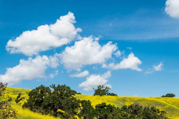 Californië gele wilde bloemen bloeien. — Stockfoto