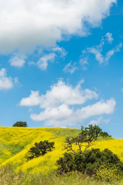 カリフォルニア黄色の野生の花が咲く. — ストック写真