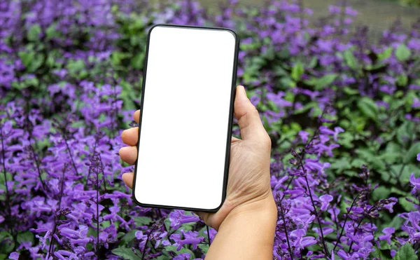 Detailní záběr ruky držící smartphone izolované na fialové květy b — Stock fotografie