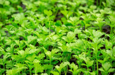 Genç Corianders yaz günü bir serada büyüyor. Sel