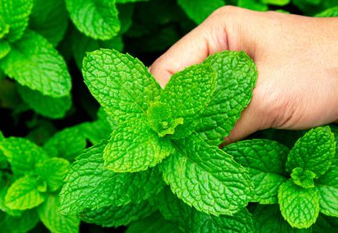 Yeşil hou 'da yetişen nane şekerlerini toplayan bir kadın.