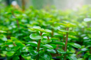 Genç bitkiler yaz günü bir serada büyüyorlar. Selecti