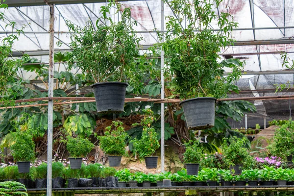 Üvegházban függő cserepes palánták termesztése. — Stock Fotó