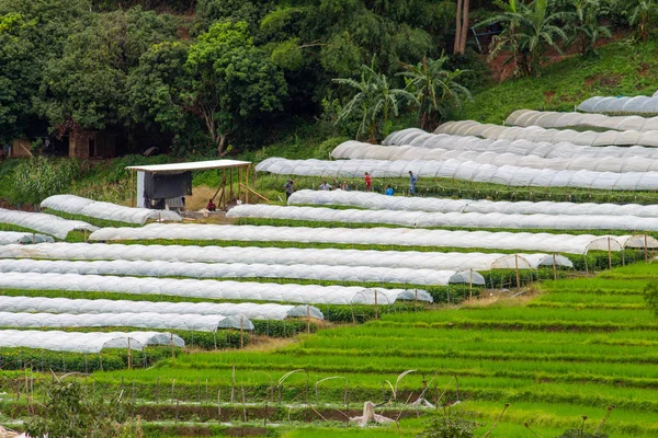 Obszary rolne na górze w północnej Tajlandii w Rainny — Zdjęcie stockowe