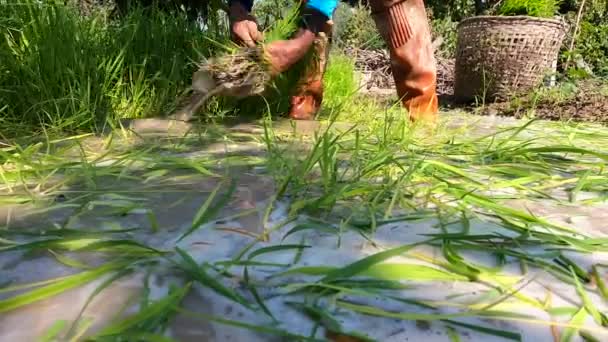 梅雨の時期に植え付けの準備をするために アジアの農家が稲の赤ちゃんを摘んで切る アジアの農業における田んぼの屋外で働く農民 — ストック動画