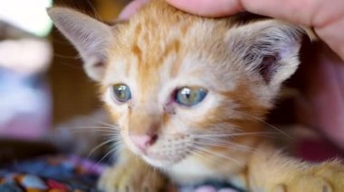 Avluda yerde uzanmış küçük kahverengi bir kedi yavrusu. Sevimli evcil hayvan kavramı.