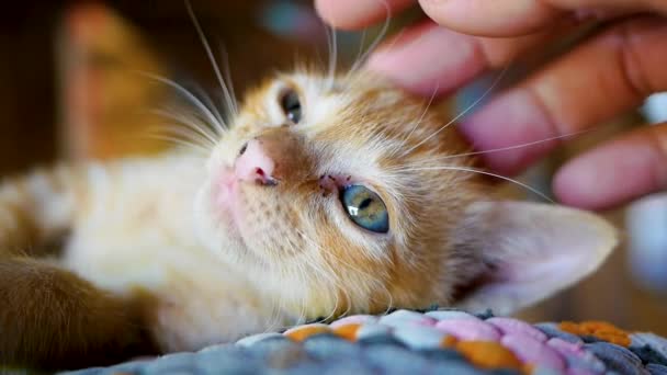 庭の地面に横たわる小さな茶色の子猫の頭の上に手を触れる かわいいペットのコンセプト — ストック動画