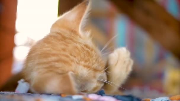 Pequeño Gatito Marrón Tirado Suelo Patio Concepto Mascotas Lindas — Vídeo de stock