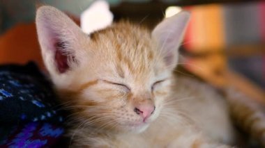 Bahçede yerde yatan küçük kahverengi kedi yavrusu. Sevimli evcil hayvan kavramı.