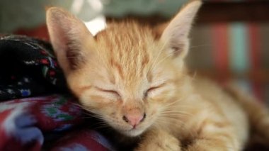 Bahçede yerde yatan küçük kahverengi kedi yavrusu. Sevimli evcil hayvan kavramı.