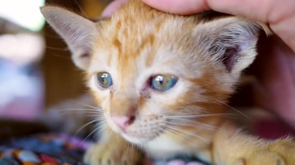 庭の地面に横たわる小さな茶色の子猫の頭の上に手を触れる かわいいペットのコンセプト — ストック動画