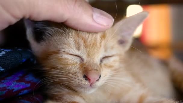 Mão Tocando Cabeça Pequeno Gatinho Marrom Deitado Chão Quintal Conceito — Vídeo de Stock