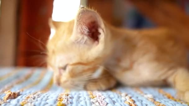 Petit Chaton Brun Couché Sur Sol Cour Concept Animaux Mignons — Video