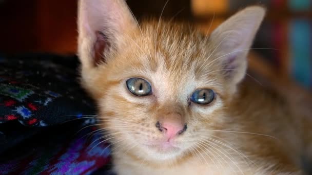 Petit Chaton Brun Couché Sur Sol Cour Concept Animaux Mignons — Video