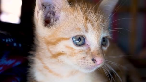 Petit chaton brun couché sur le sol à la cour. Concept d'animaux mignons .