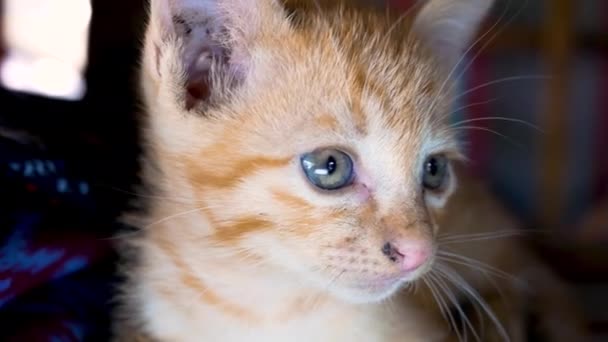 Petit Chaton Brun Couché Sur Sol Cour Concept Animaux Mignons — Video