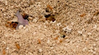 Ateş karıncaları yuvası. Böceklerin dünyasında karınca kolonisi kavramı.