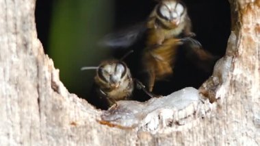 Uçan arılardan ahşap arı kovanına, çiçek poleninden özel arı kovanında nektar toplamak için makro çekim. Seçici odaklanma. Arıcılık konsepti.