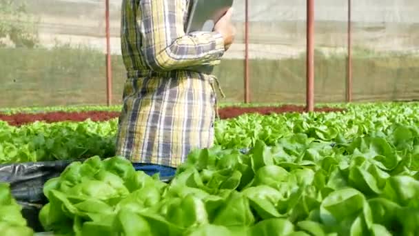 Azjatyckich Młodych Ogrodników Korzystających Tabletu Cyfrowego Gospodarstwie Sałatek Organicznych Rosnących — Wideo stockowe