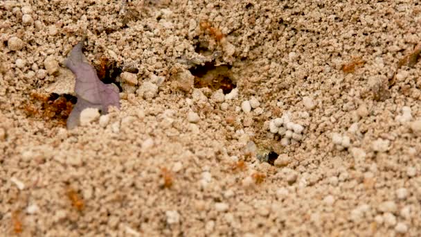 Φωλιά Μυρμηγκιών Έννοια Της Αποικίας Μυρμηγκιών Στον Κόσμο Των Εντόμων — Αρχείο Βίντεο
