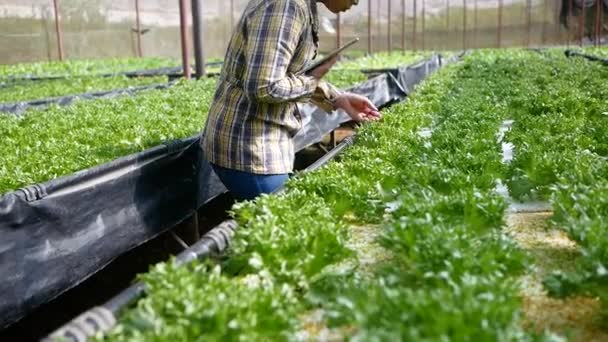 亚洲年轻园艺师在温室种植的有机沙拉农场使用数码平板电脑 农业技术的概念 — 图库视频影像