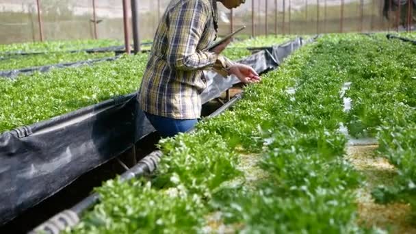 Jóvenes Jardineras Asiáticas Usando Tableta Digital Granja Ensaladas Orgánicas Creciendo — Vídeo de stock