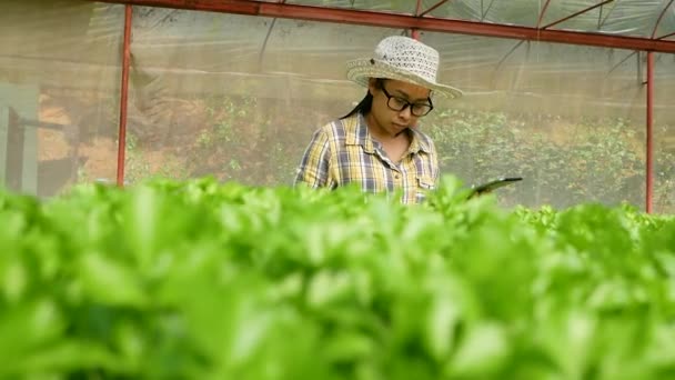 Giovani Giardiniere Asiatiche Che Utilizzano Tablet Digitale Insalatiera Biologica Crescita — Video Stock