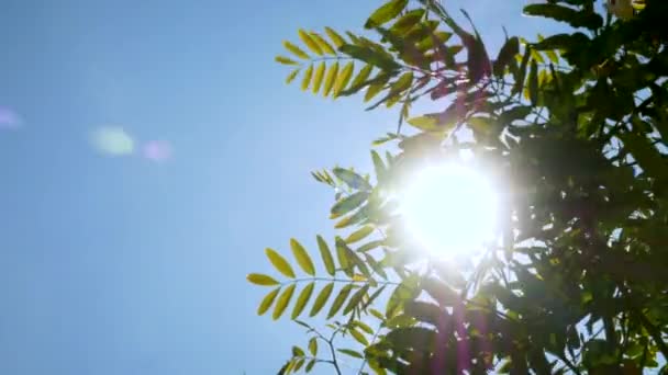 Krásný Výhled Svěží Zelené Stromy Obloze Pozadí Slunečním Světlem Přes — Stock video