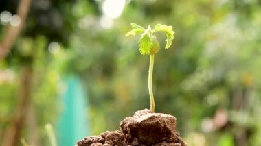 Tohumlar zengin topraktan büyüyorlar. Güneş parlıyor ve yeşil doğa bokeh arka planda. Yeşil dünya ve dünya günü kavramı.