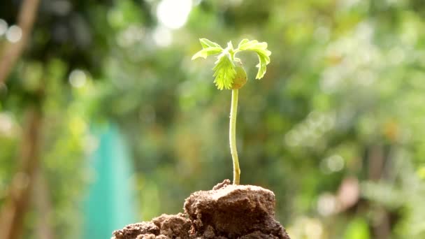 Farmářova Ruka Zalévání Malé Rostliny Přírodním Zeleným Prostředím Koncept Zeleného — Stock video