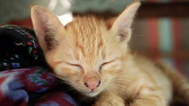 Bahçede yerde yatan küçük kahverengi kedi yavrusu. Sevimli evcil hayvan kavramı.