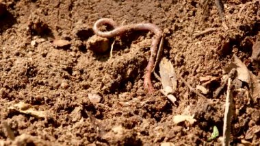 Bahçedeki toprak solucanı.